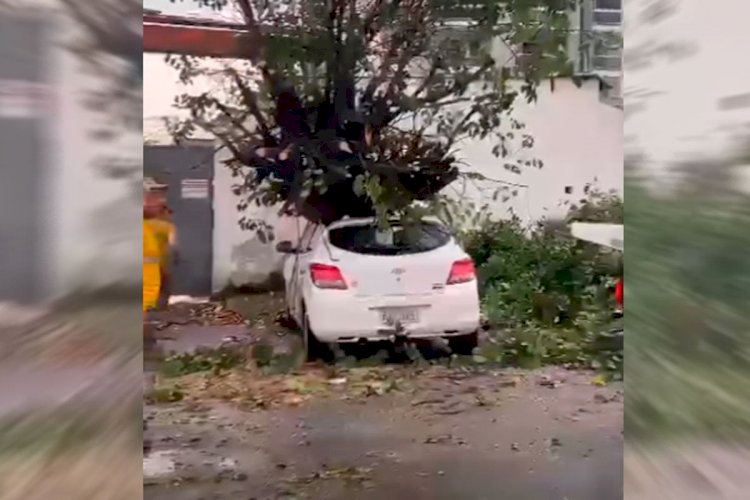 Chuva ocasiona quatro quedas de árvores em Juiz de Fora