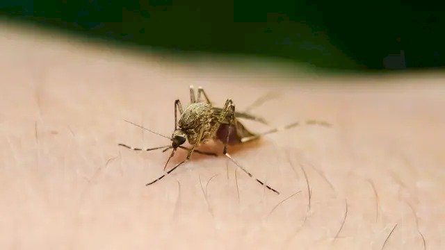 Alerta de epidemia de dengue em Minas Gerais com chegada do verão