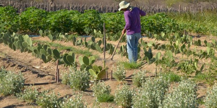 Produtores impactados pela seca têm cobrança de ICMS suspensa em Minas