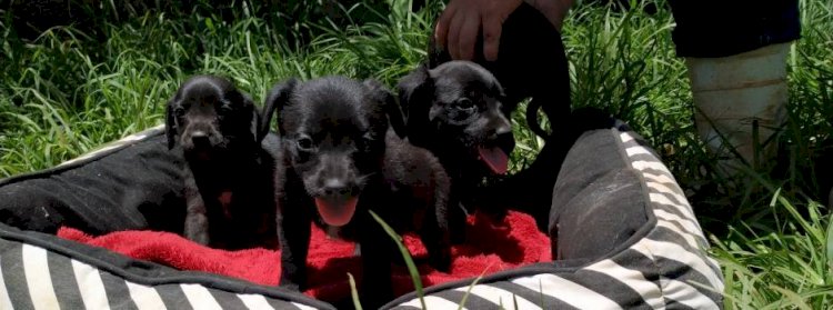 Programas do Governo de Minas melhoram a relação das cidades mineiras com cães e gatos