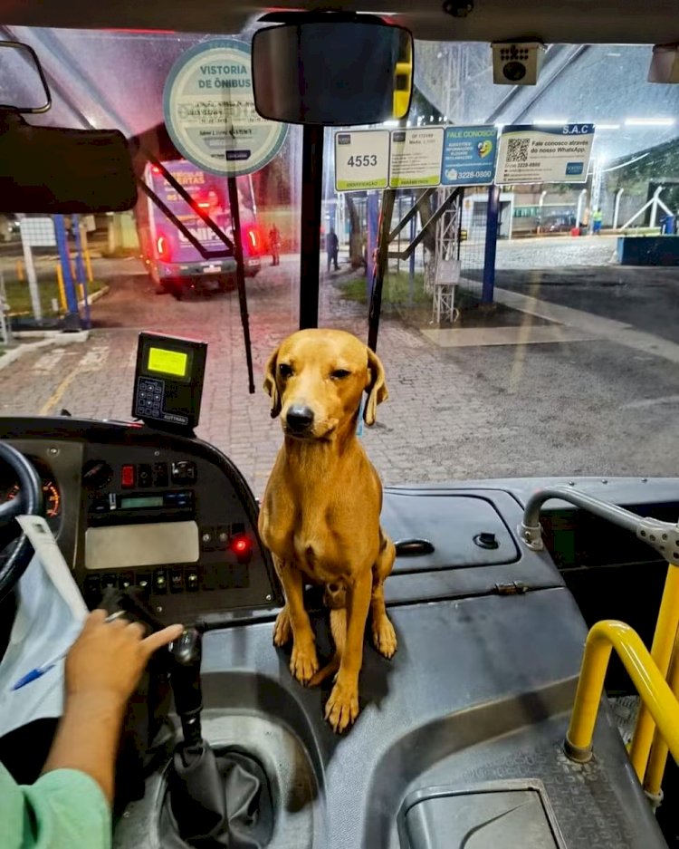 Vira-lata caramelo vira funcionário de empresa de ônibus e ganha crachá; conheça o Mixaria