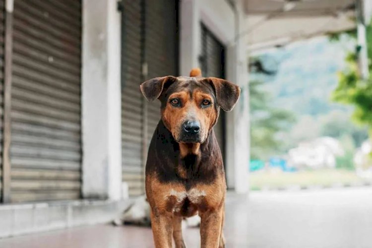 Encontrou um cachorro perdido? Veja o que fazer