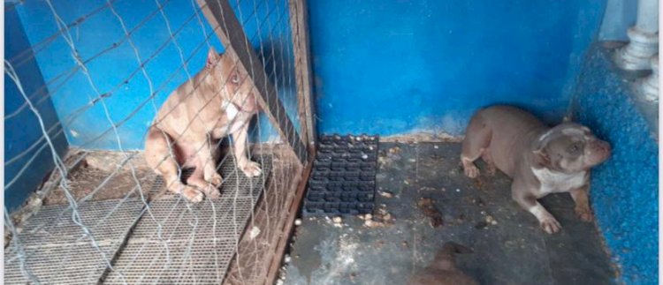 Itabira: PCMG prende casal em flagrante por maus-tratos a animais