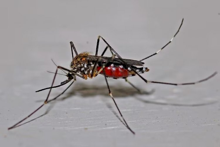 Barbacena confirma primeira morte por dengue neste ano