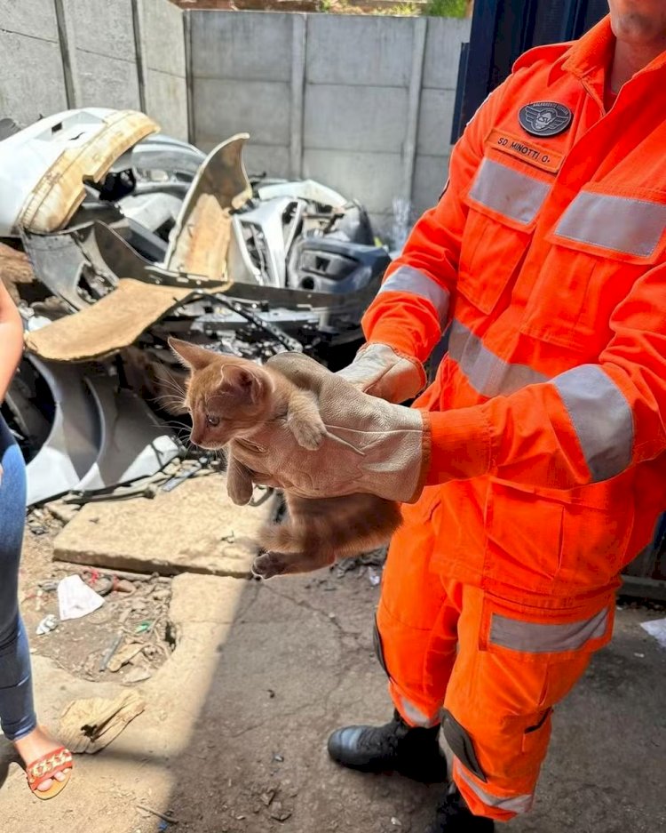 Lanterneiro desmonta peças para retirar gatinho preso em carro em MG; VÍDEO