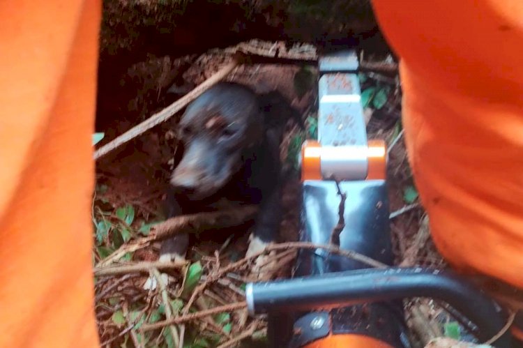 Cão fica soterrado após deslizamento de talude e é socorrido por Bombeiros