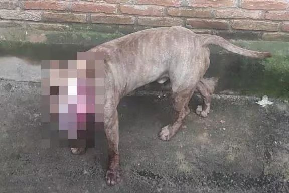 Homem invade chácara para furtar e perde a mão em ataque de pitbull em Minas