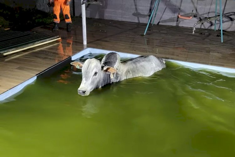 Boi 'invade' casa em construção, entra na piscina e é resgatado por bombeiros