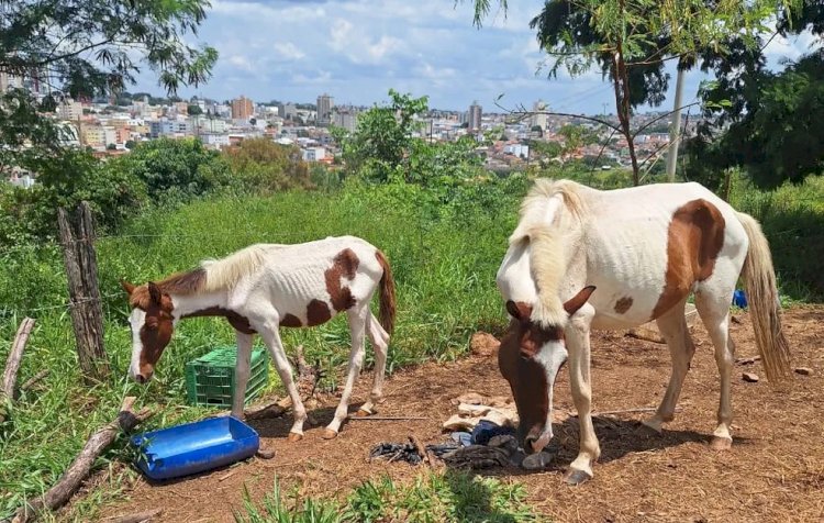 Carrapatos, desnutrição e falta de água e abrigo: cavalos são resgatados e égua morre após denúncia de maus-tratos em Araxá