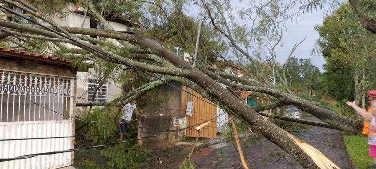 Vídeo: Temporal derruba árvores, que atingem casas e fecham BR-040, em Juiz de Fora; região também teve estragos