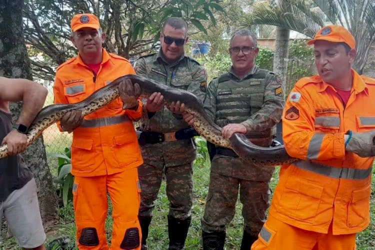 Jiboia de cinco metros é capturada em quintal de casa em Minas