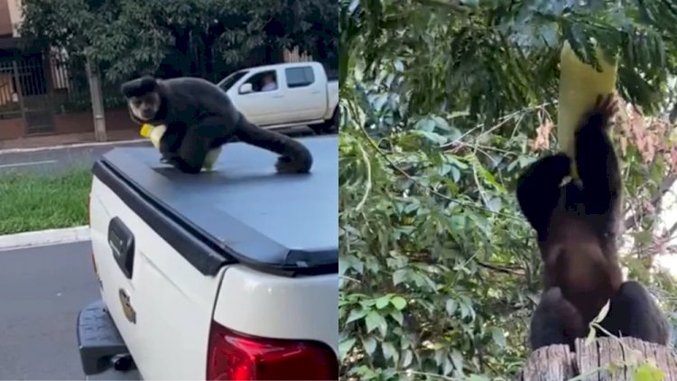 Vídeo: macaco engana estudante e ‘rouba’ garrafa de caldo de cana