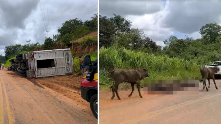 Vídeo: 14 bois morrem após carreta de gado tombar em rodovia no interior de MG