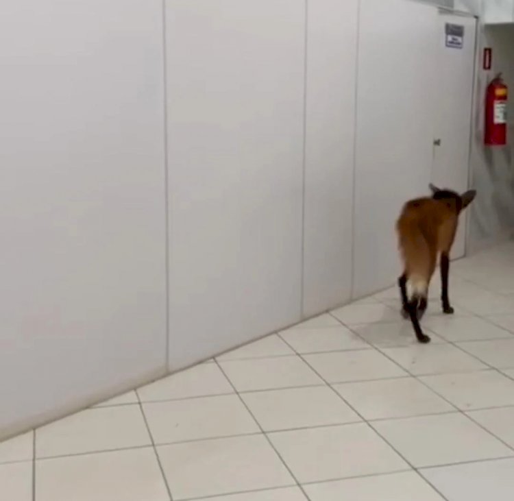 Lobo-Guará é avistado entrando em autoescola e é resgatado no Leste de MG