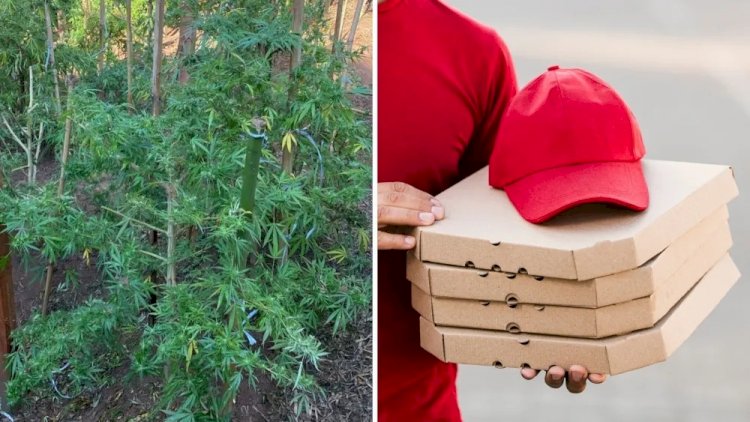 Polícia prende quadrilha que vendia maconha por delivery ‘disfarçada’ de pizza em Minas