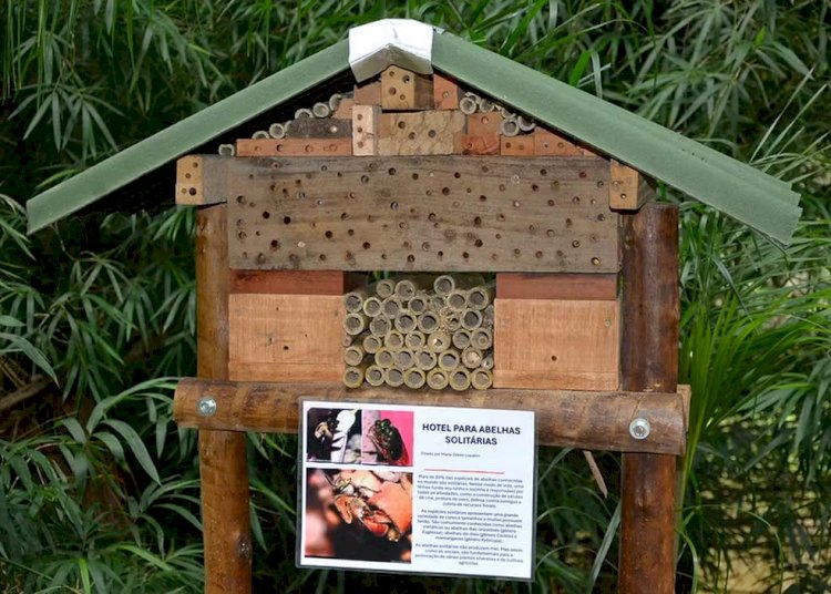 Meliponário de abelhas e trajeto sobre socioambientalismo: conheça os novos roteiros do Jardim Botânico da UFJF