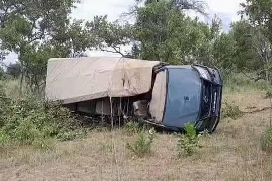 Vídeo: elefante em fúria mata idosa e deixa feridos durante passeio em safári