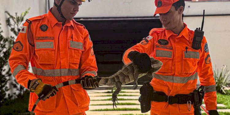 VÍDEO: iguana, cobra escondida, égua atropelada... animais dão trabalho aos bombeiros em Minas