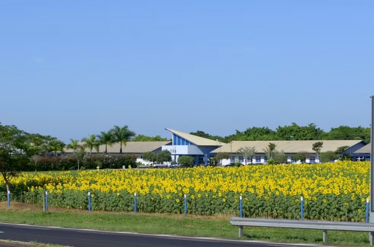 Veja como agendar visita ao campo de girassóis na BR-050 em Uberaba