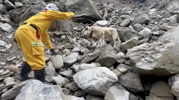 Reprovado na academia de polícia, cão se torna ‘estrela’ após terremoto em Taiwan