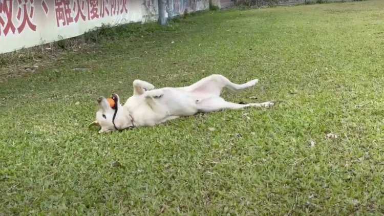 Reprovado na academia de polícia, cão se torna ‘estrela’ após terremoto em Taiwan