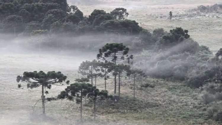 Santa Catarina registra temperaturas próximas de 0°C e geadas na madrugada dessa quinta-feira (18)