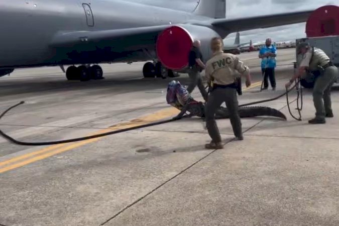 VÍDEO: Jacaré de 3 metros 'invade' base aérea dos EUA e atrasa voo