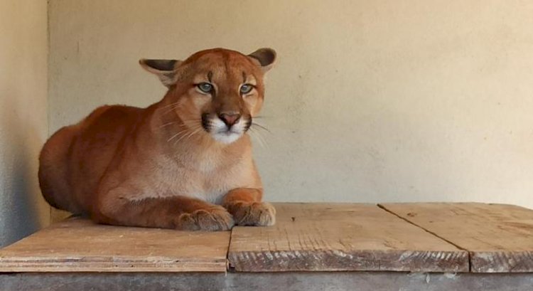 Onça parda que foi atropelada no interior de MG e recebeu tratamento no Zoo de BH volta à natureza