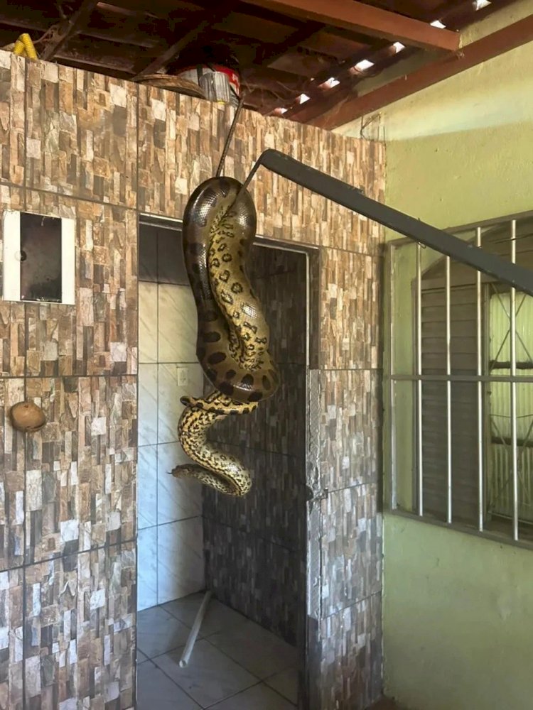 Cobra sucuri de quase 2 metros é encontrada em pia de casa em MG