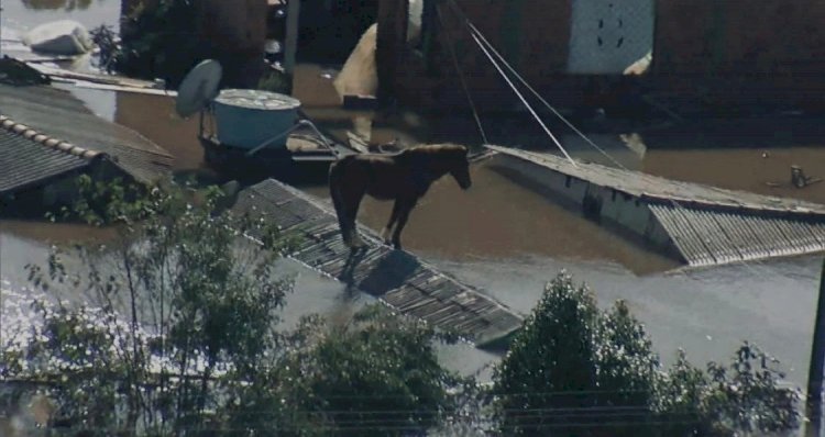 Cavalo caramelo ilhado em telhado é resgatado em Canoas (RS)