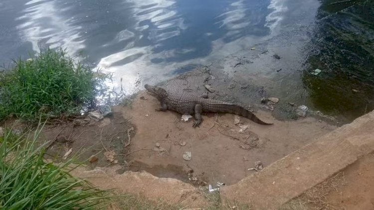 Tentativa de resgate de jacaré em lagoa de Governador Valadares ganha mais um capítulo nesta quinta-feira (09)