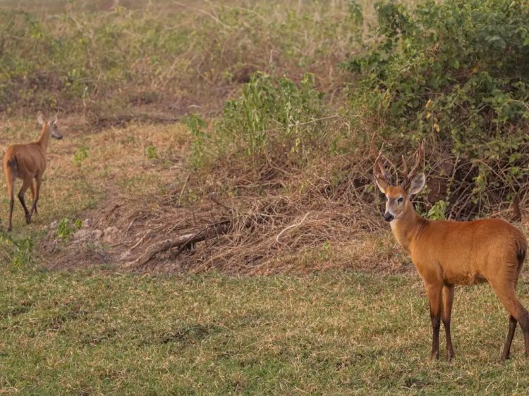 Em meio à enchente histórica no RS, Pantanal tem escassez de água devido à seca