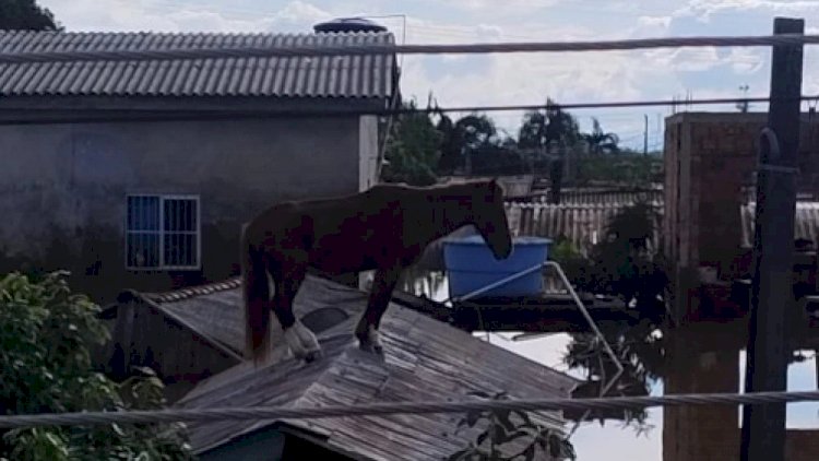 Chuvas no RS: saiba como está o cavalo caramelo, cinco dias após resgate