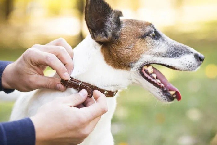 Clínica veterinária é condenada a indenizar tutora por fuga de cão