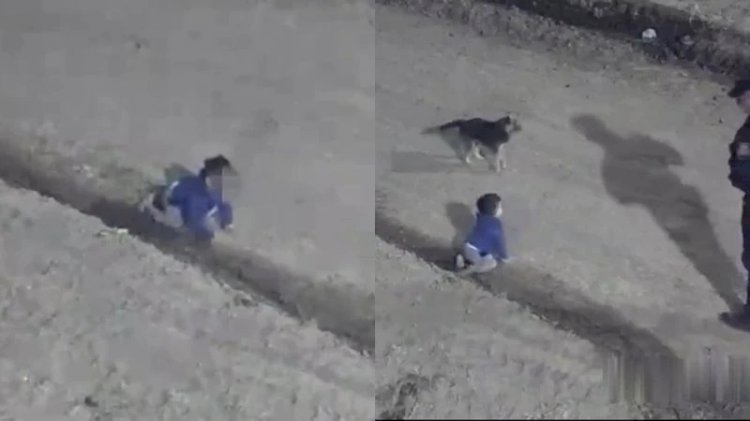 Bebê de um ano foge de casa foge de casa e é visto acompanhado de cachorro; VÍDEO