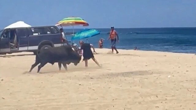 Touro persegue e ataca banhistas e cachorros em praia no México; VÍDEO