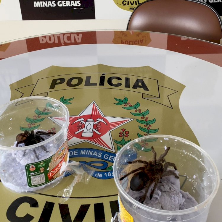 Polícia Civil apreende aranhas da fauna silvestre em Montes Claros