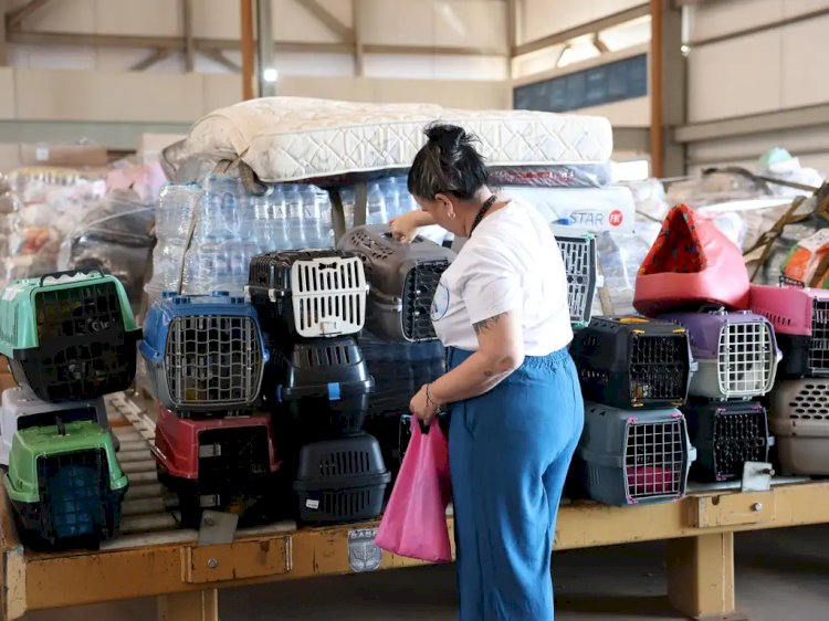 Dezenas de cachorros resgatados no RS chegam a Brasília e seguem para novos lares