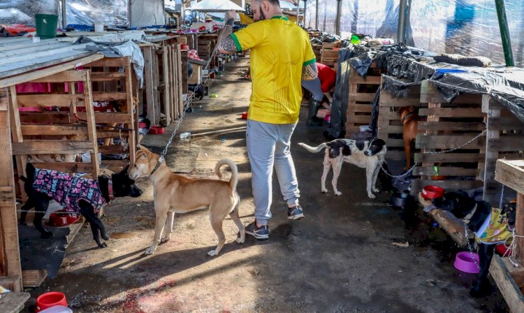 Animais domésticos continuam sendo resgatados de áreas alagadas no RS