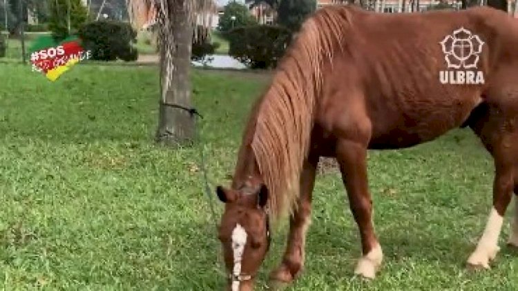 Vídeo: cavalo Caramelo, resgatado no RS, recebe tratamento de rei, ganha peso e novo visual