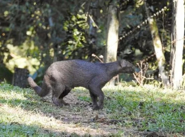 Gato-mourisco, raro e ameaçado de extinção, é flagrado em ponto turístico de SC