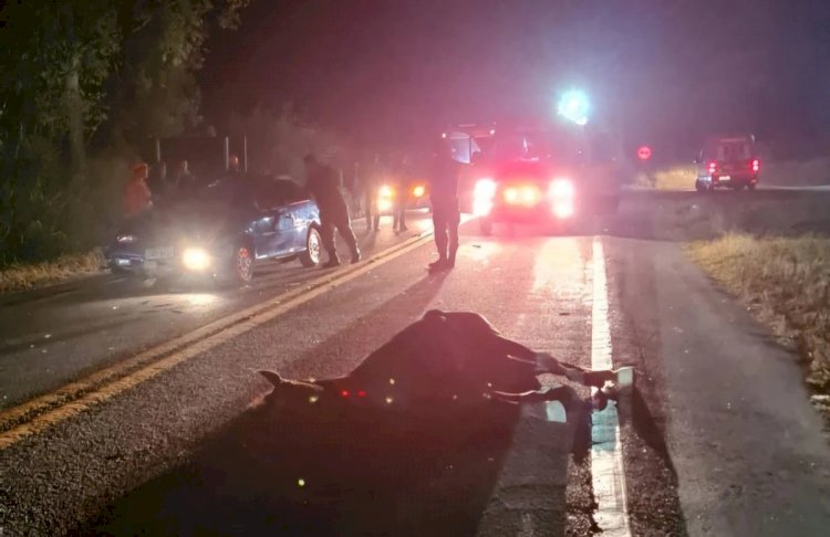 Cavalo solto em rodovia provoca dois acidentes no interior de Minas