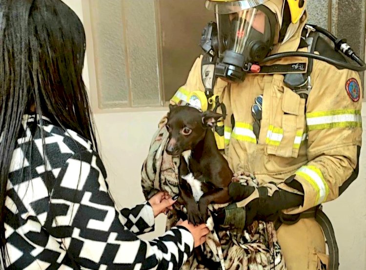 Cachorro é resgatado após se esconder debaixo de cama para fugir de incêndio em Minas