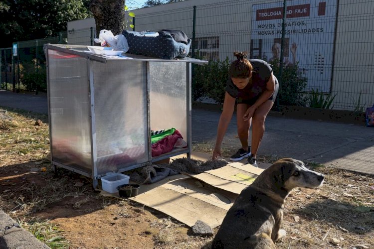 Moradora constrói 'casinha' temporária para cachorros de rua e pede ajuda para adoção em BH