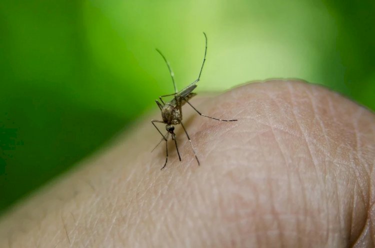 Surto de dengue nas Américas em 2024 é o maior dos últimos 40 anos