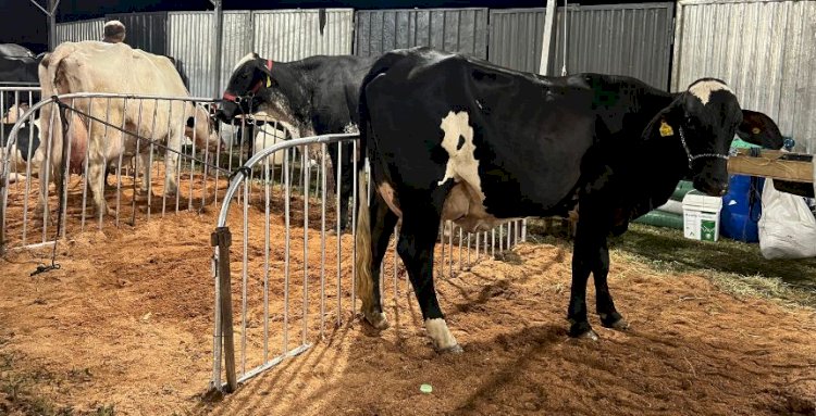 Confira as atrações do 37º Torneio Leiteiro de Rosário de Minas