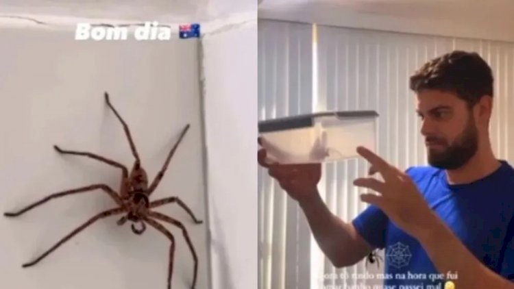 Casal brasileiro encontra aranha gigante na Austrália; veja lista dos aracnídeos mais perigosos do mundo