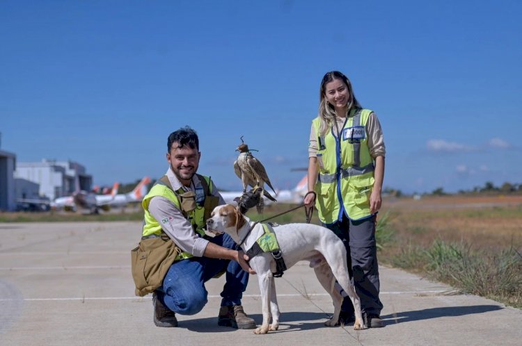 Choque entre avião e aves, como ocorreu hoje em Confins, é comum na aviação