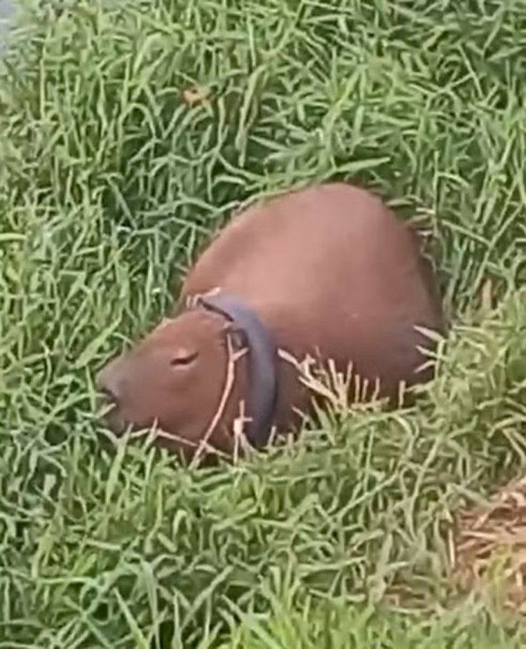 VÍDEO: Capivara é flagrada com pneu preso no pescoço em Juiz de Fora