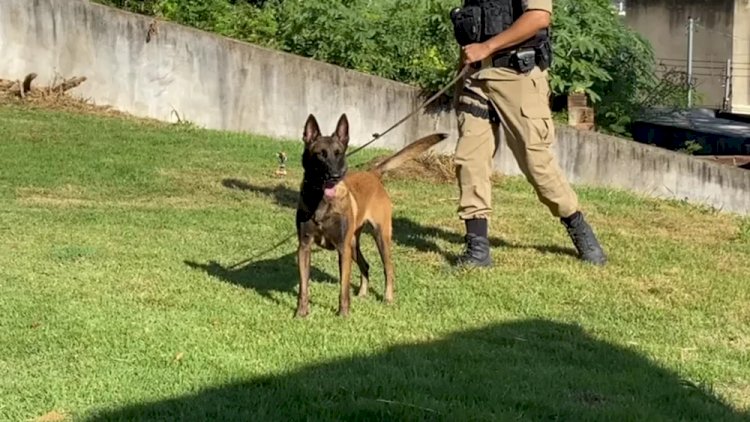 Cadela ‘Perla’ ajuda polícia a apreender drogas e armas no interior de MG